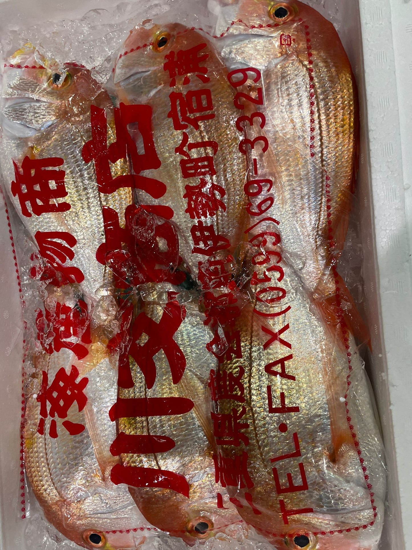 Renkodai / Eellowback Sea Bream / 連子鯛