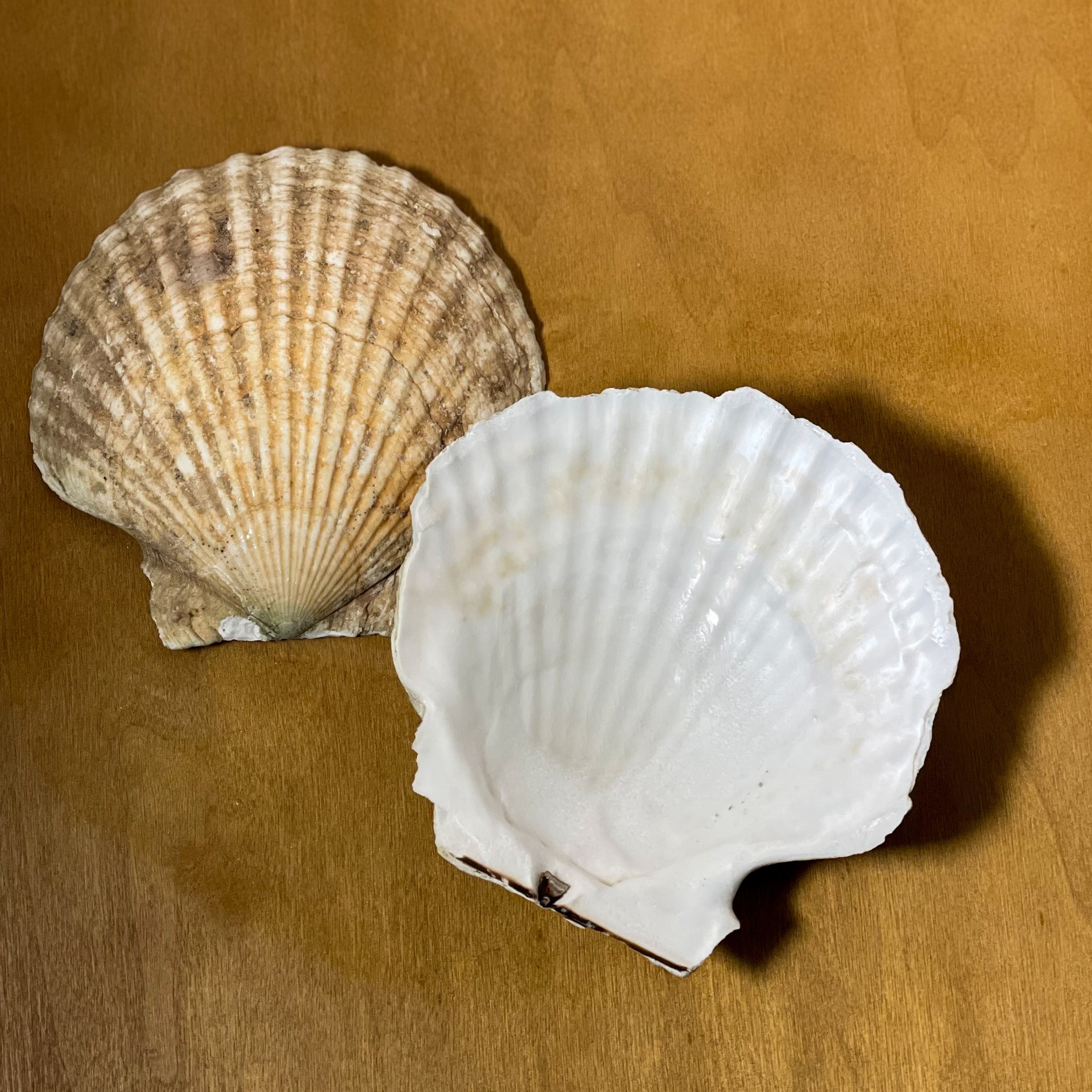 Scallopm Shell Scallop Shell – Bidfood Singapore Pte Ltd