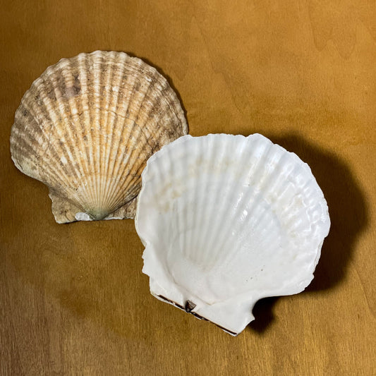 Scallop Shell