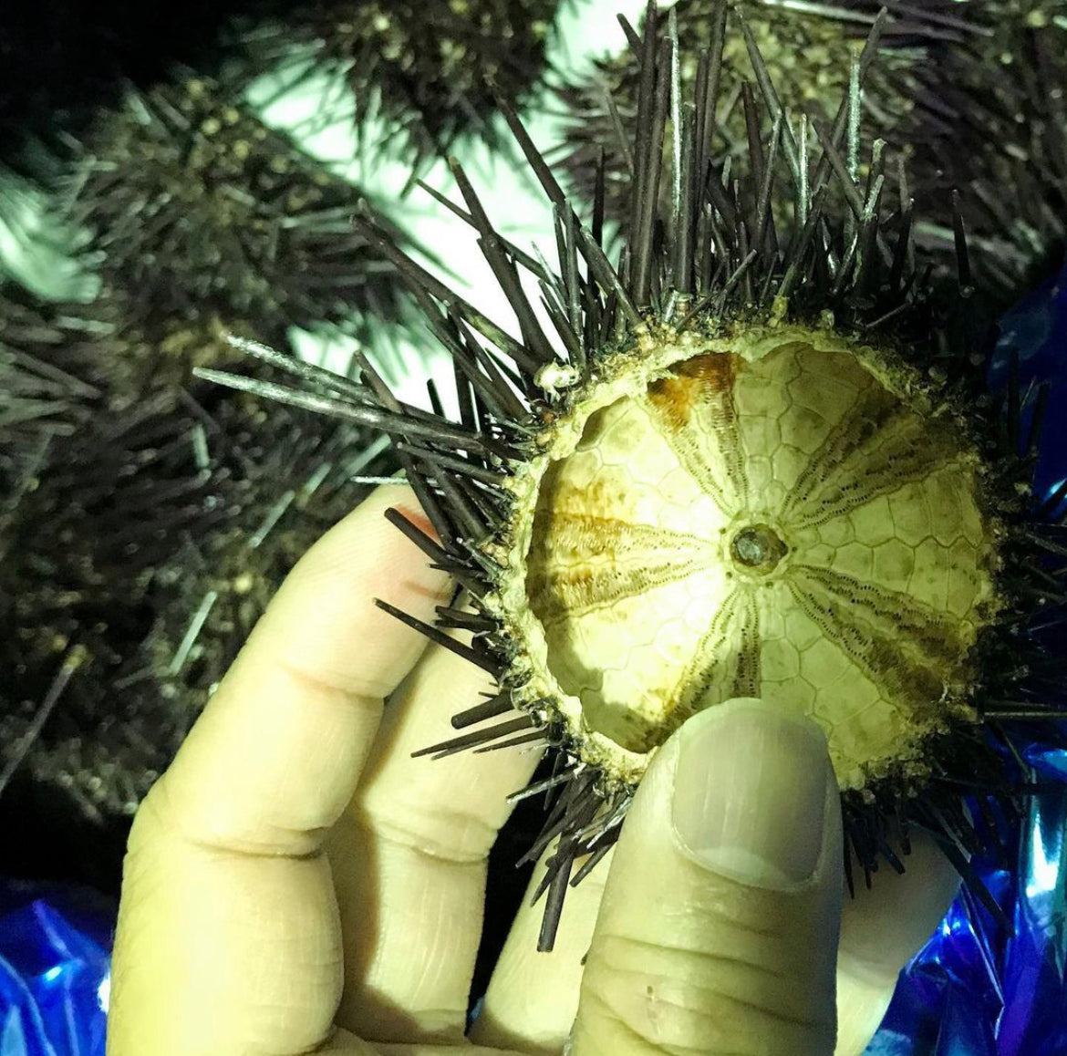 Sea Urchin Shell