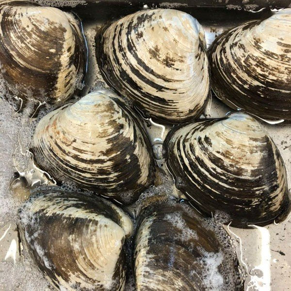 Hokkigai Surf Clam / ホッキ貝