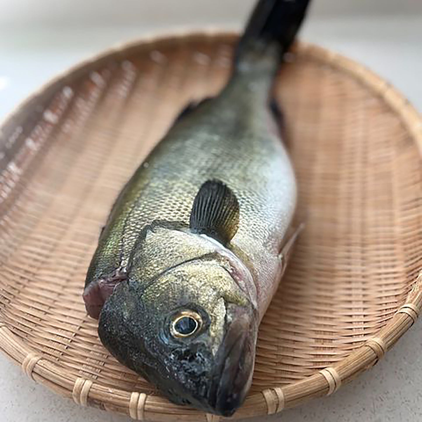 Suzuki Seabass / すずき