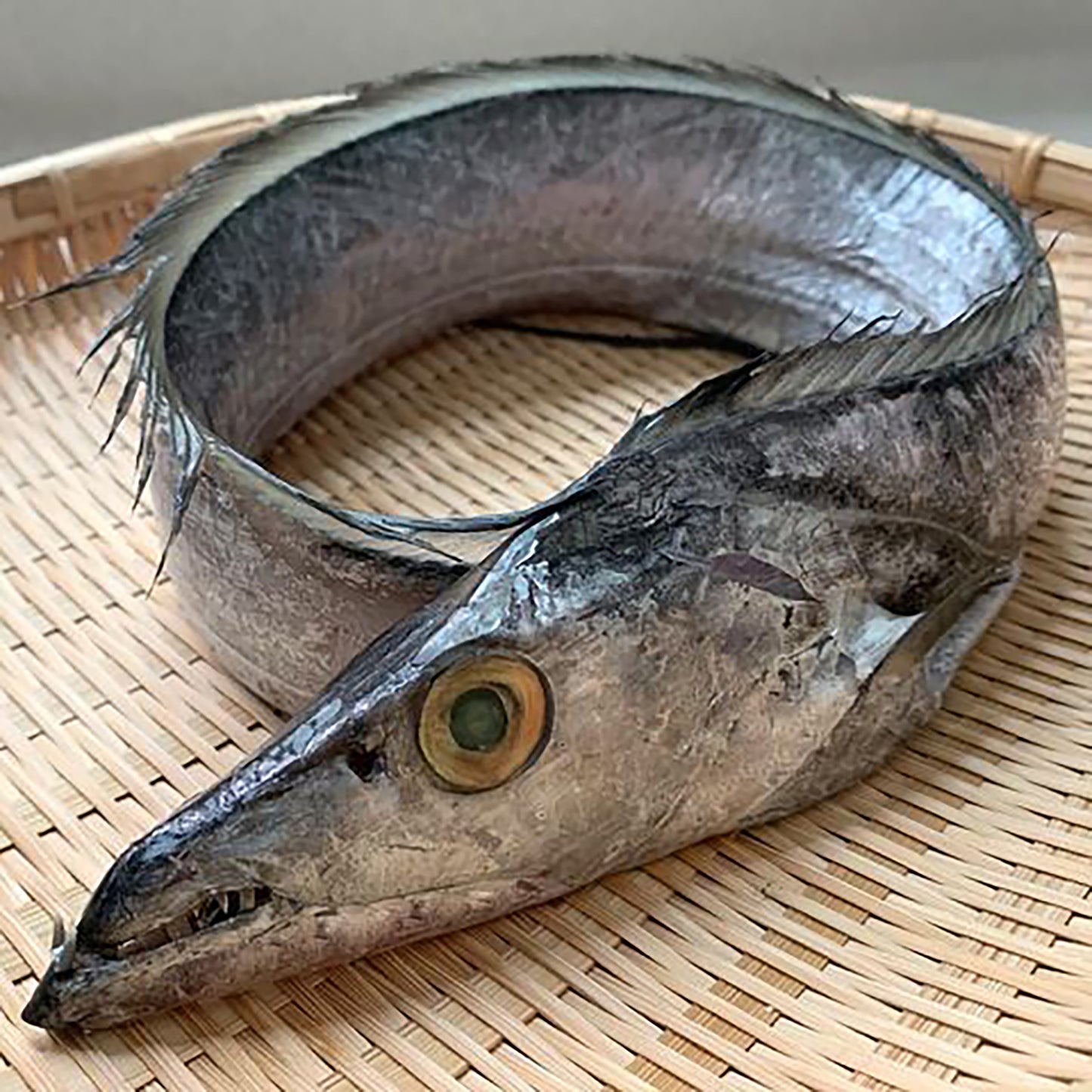 Tachiuo Largehead Hairtail / 太刀魚