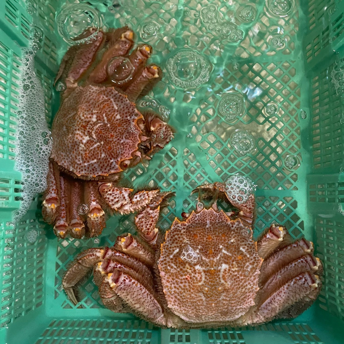 Togekuri Kani / Helmet Crab / 棘栗蟹