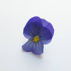 Ichirin Viola Ocean Blue