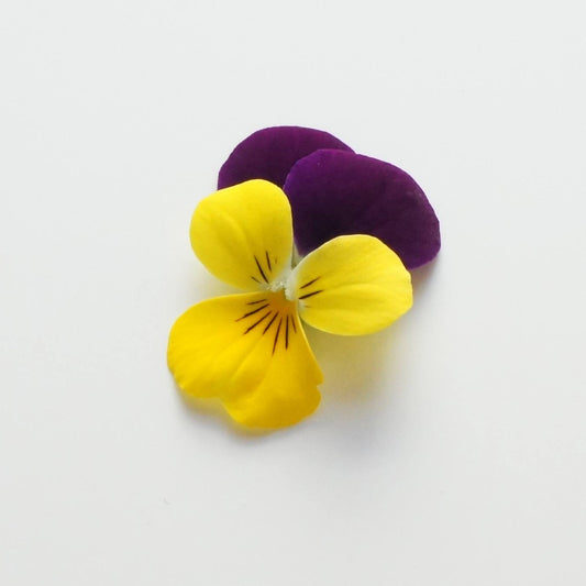 Ichirin Viola Gold Purple