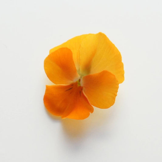 Ichirin Viola Orange