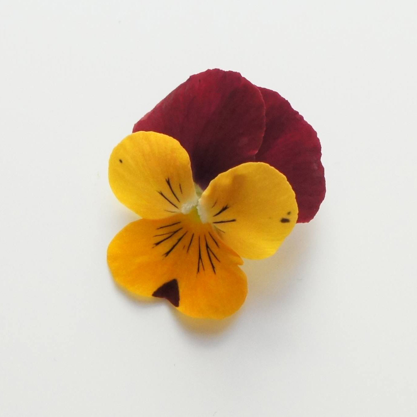 Ichirin Viola Orange Red