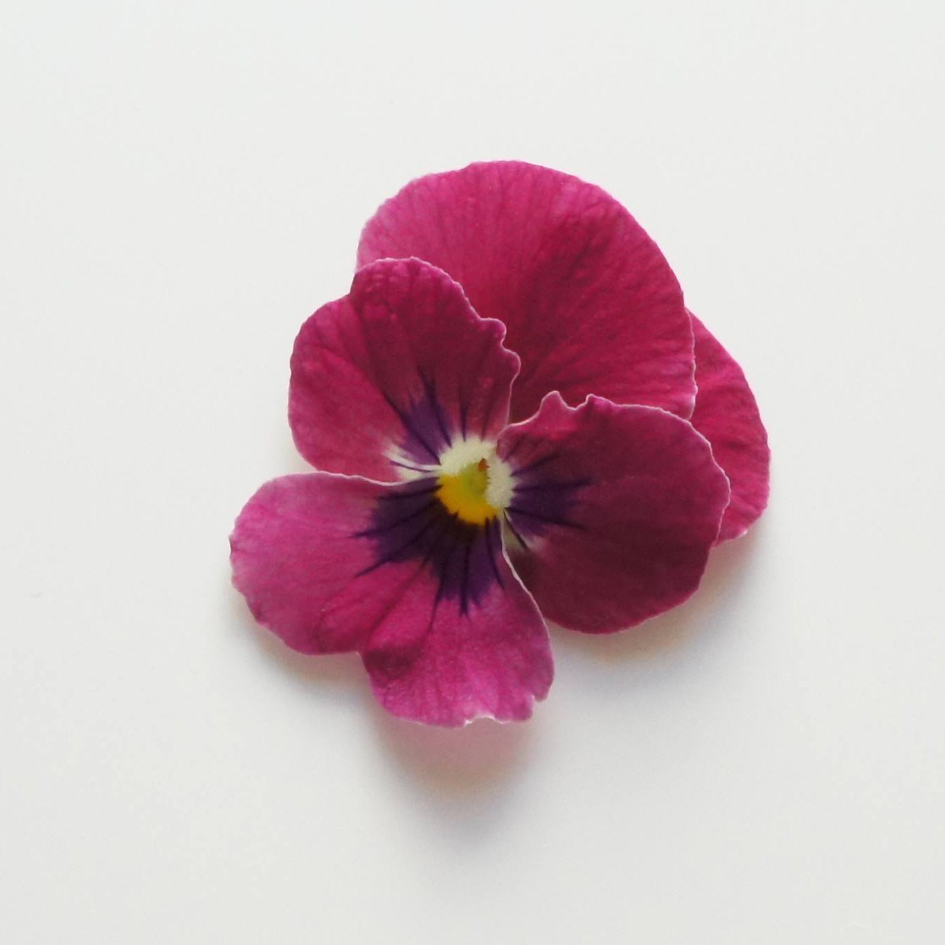 Ichirin Viola Rose