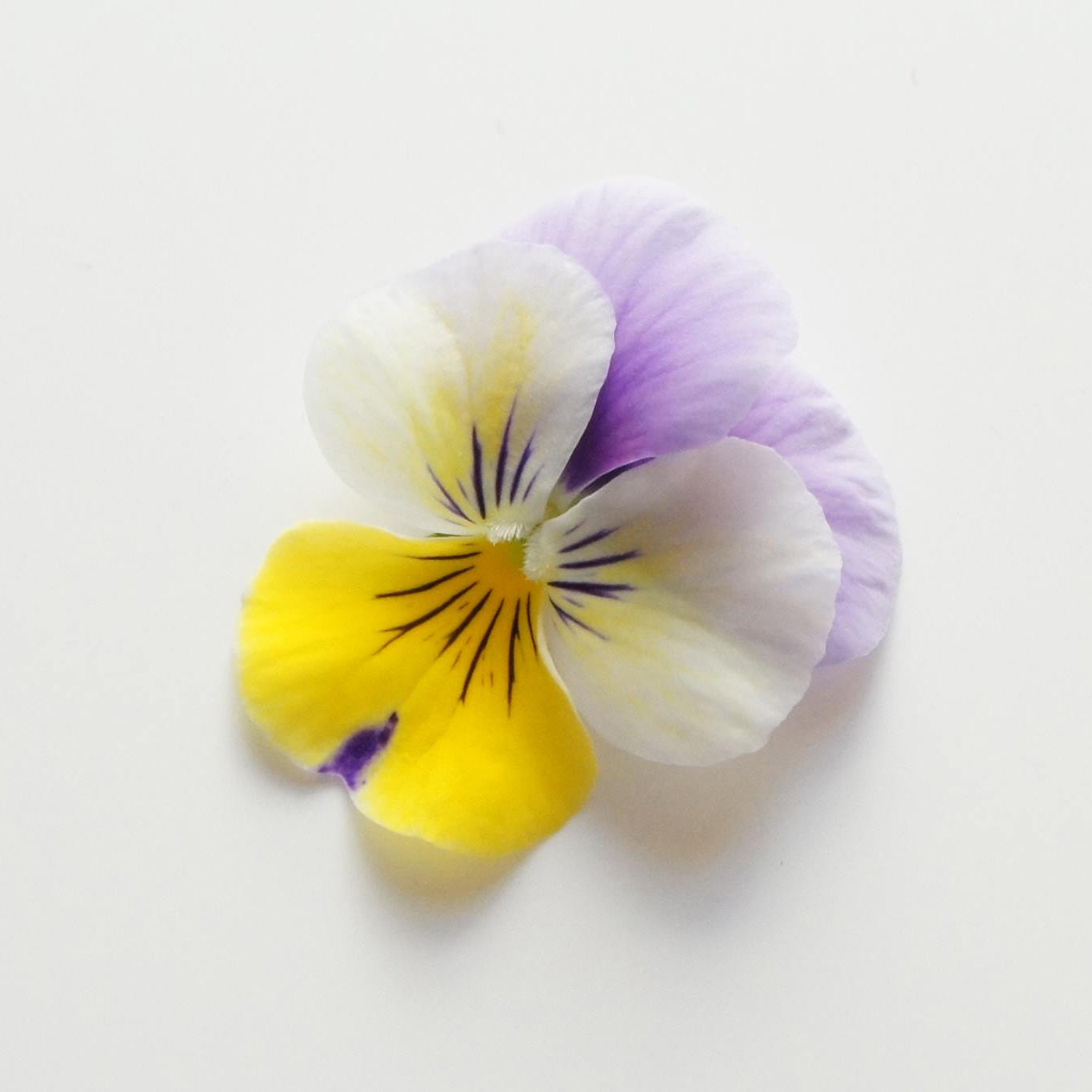 Ichirin Viola Rose Wing