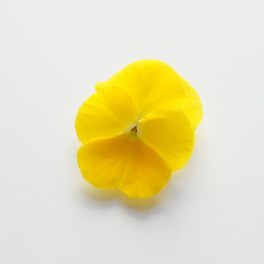 Ichirin Viola Yellow