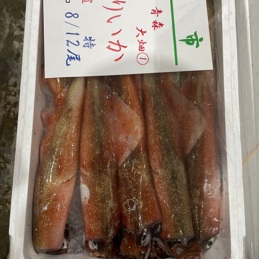 Yari Ika Squid / Spear Squid / ヤリイカ