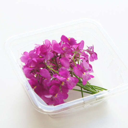 Ichirin Linaria Purple