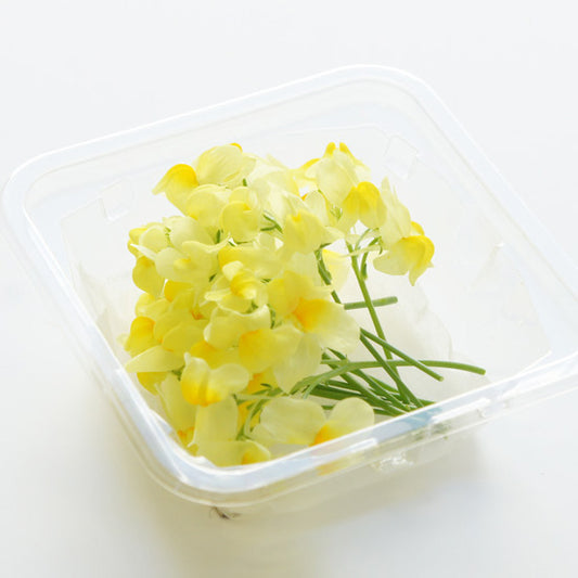 Ichirin Linaria Yellow